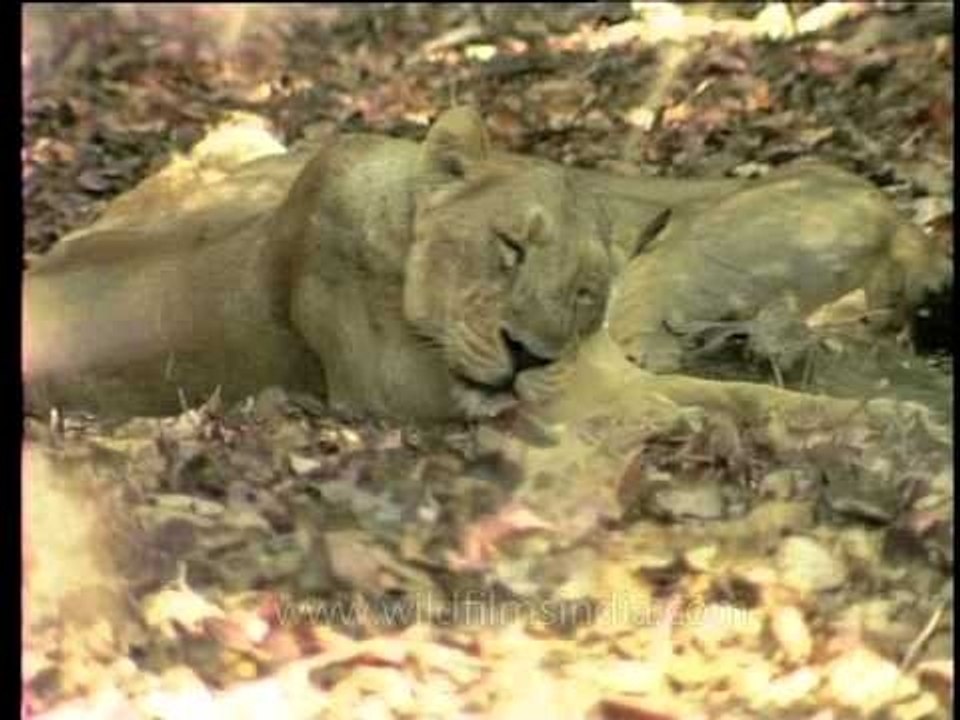 Lionesses resting under the shade of a tree in India