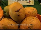 Humongous mangos on display at the Mango festival