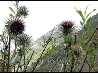 Prickly Thistles of the Himalayas