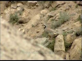 Chukor Partridge - An Eurasian upland game bird