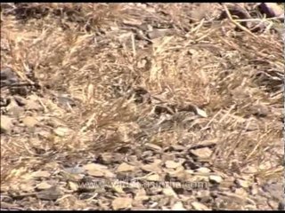 Pipit species in India