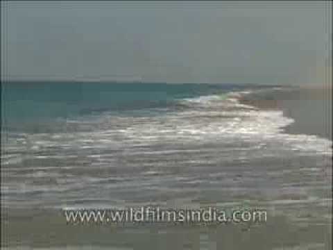 Arabian Sea waves strike the Gujarat coast at Porbander