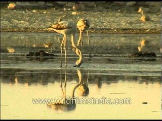 Weird creature: Flamingos eating with their heads upside down!