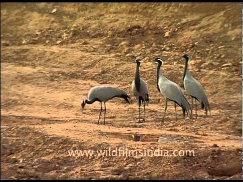 Wintering Demoiselle Cranes in arid north Indian fields