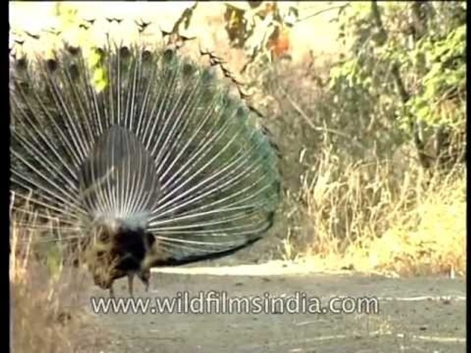 Peacock shows off his tail plumage
