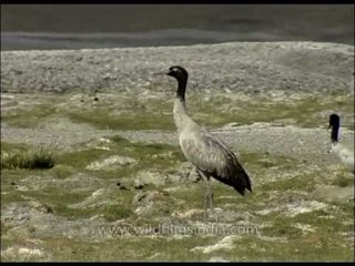 Black-necked Crane in high altitude marsh, Ladakh