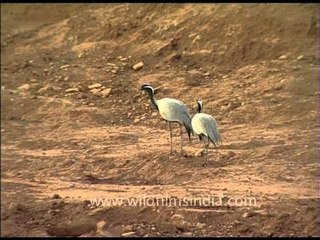 Demoiselle Cranes making loud and raucous sounds!