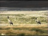 Endangered Black-necked Crane in Ladakh