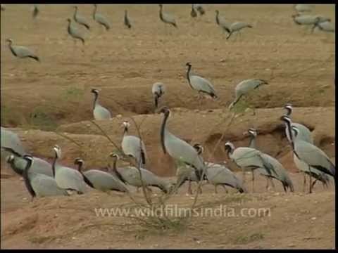 Noisy flock of Demoiselle Cranes