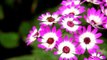 Beautiful clustered pink Cineraria in full bloom during spring - Nehru Park, Delhi