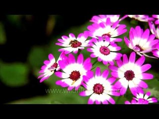 Beautiful clustered pink Cineraria in full bloom during spring - Nehru Park, Delhi
