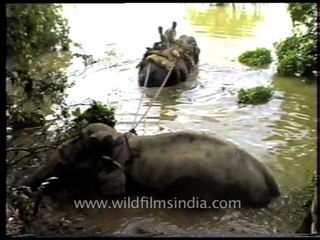 Elephant poaching collection