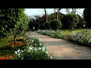 A walk through the multi coloured Phlox flowers