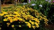 Yellow Daisy flowers in bloom at Nehru Park, Delhi