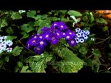 Variety of  Cineraria flowers in bloom at Nehru Park, Delhi