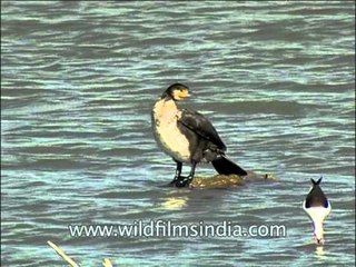 The Indian Shag