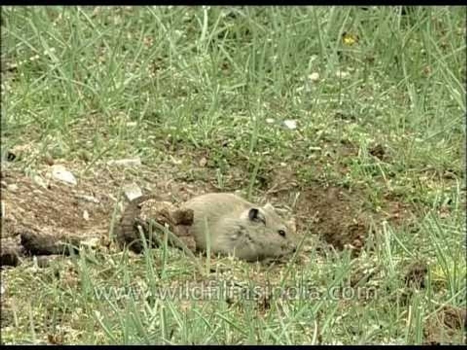 Marmot in Ladakh