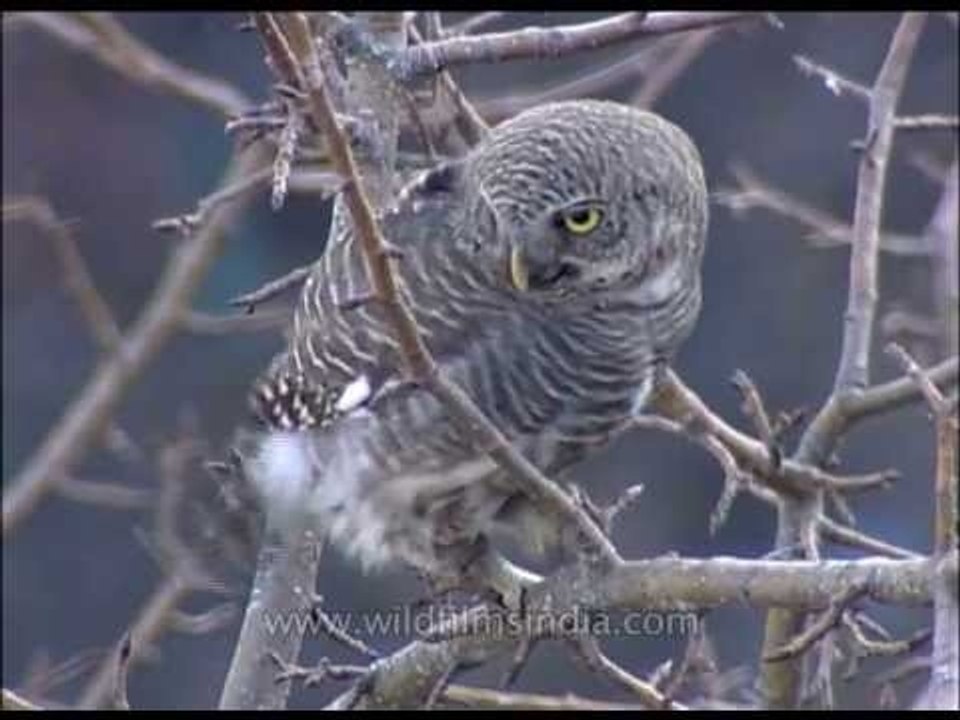 Barred Owlet in Kullu