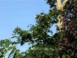 Sweet-scented flowering trees in Kesar Mahal