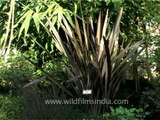 Umbrella Grass in the Kesar Mahal Botanical Gardens of Kathmandu