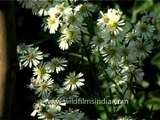 Daisies in Kathmandu botanical garden