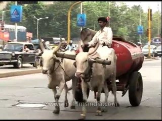Century on, a bullock cart transporting kerosene on Mumbai streets!