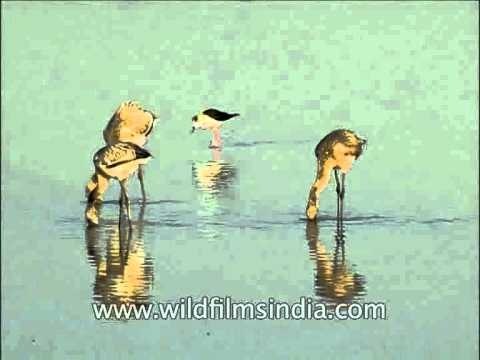 Lesser Flamingos searching for prey by dipping its head into the water!