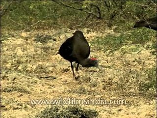 Indian Black Ibises foraging in thorny underbrush