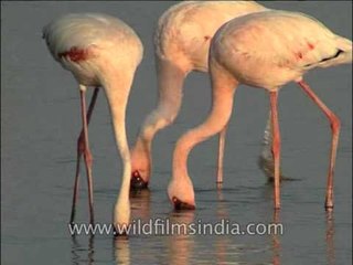 Flamingos foraging head down dip in search of food
