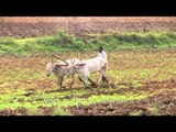 Bullock ploughing paddy fields in Karnataka
