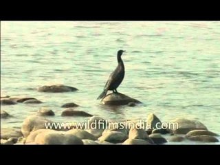 Black birds - Cormorant, White-necked Stork and a Black-necked Stork
