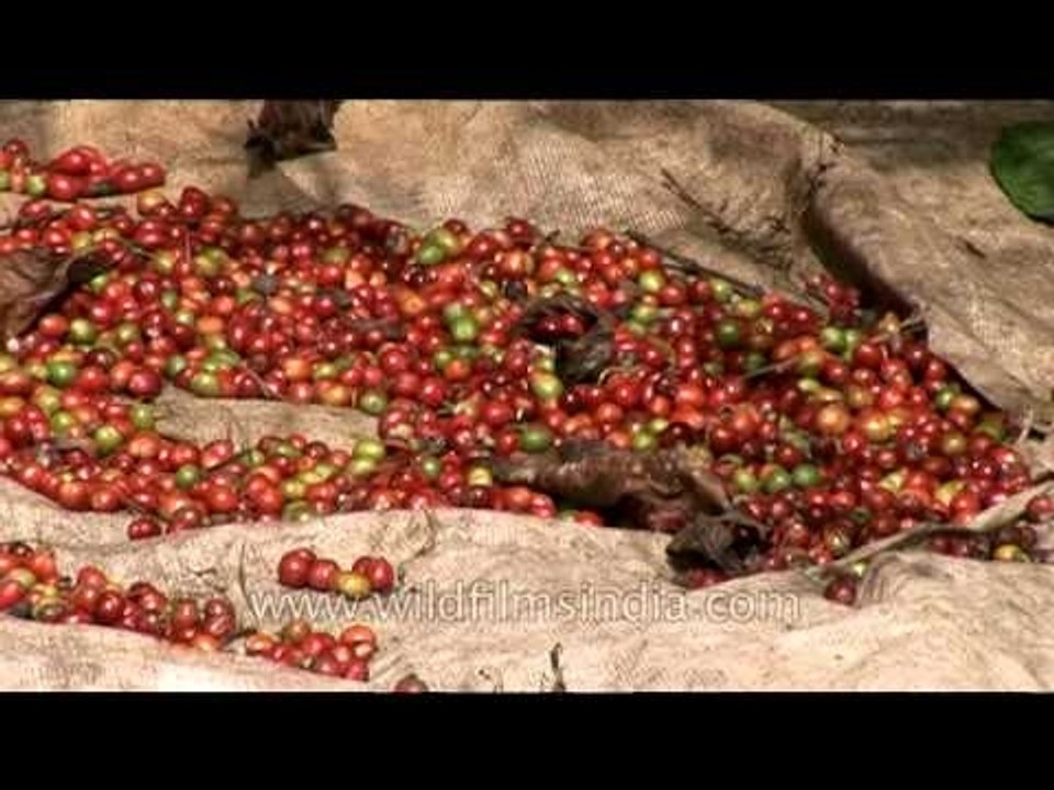 Raw & ripe coffee after being plucked from the plant, Karnataka