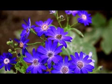A honey bee foraging on blue Cineraria flowers at Nehru Garden