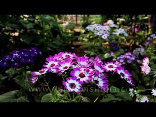 Colourful Cinerarian flowers in bloom at Nehru Park, Delhi