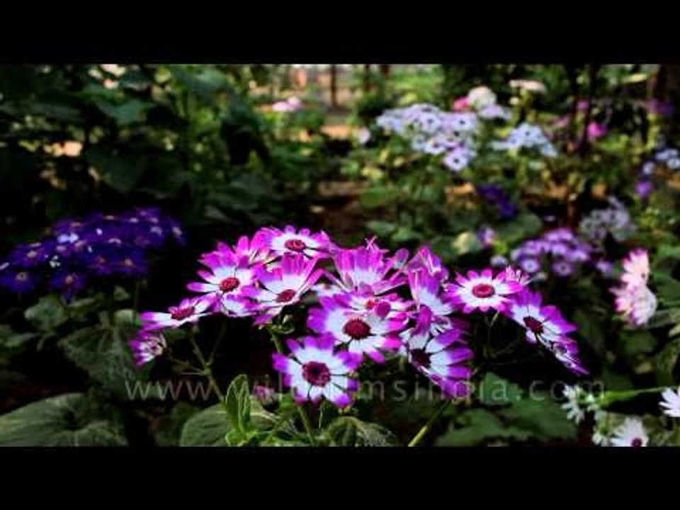 Colourful Cinerarian flowers in bloom at Nehru Park, Delhi