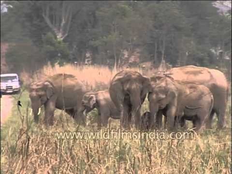 Herd of elephants sighted at Jim Corbett National Park
