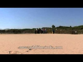 Egg protection program of endangered turtles of National Chambal Sancturay