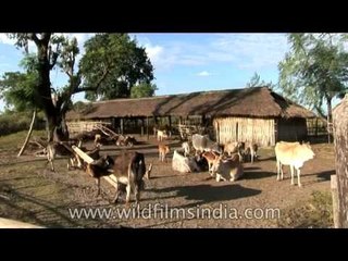 Indian village cow shed