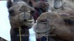 Camels resting after a safari trip - National Chambal Gharial Wildlife Sanctuary