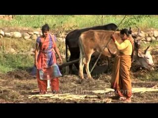 Women cutting and collecting sugarcane in a field