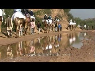 Camel safari through the Chambal ravines