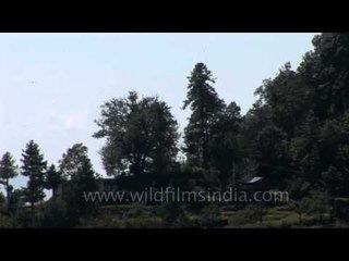 Bird flying over the hills of Pangu Village, Pithoragarh