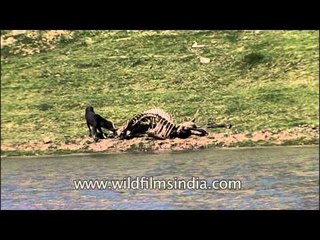 Boat ride at  National Chambal Gharial Wildlife Sanctuary