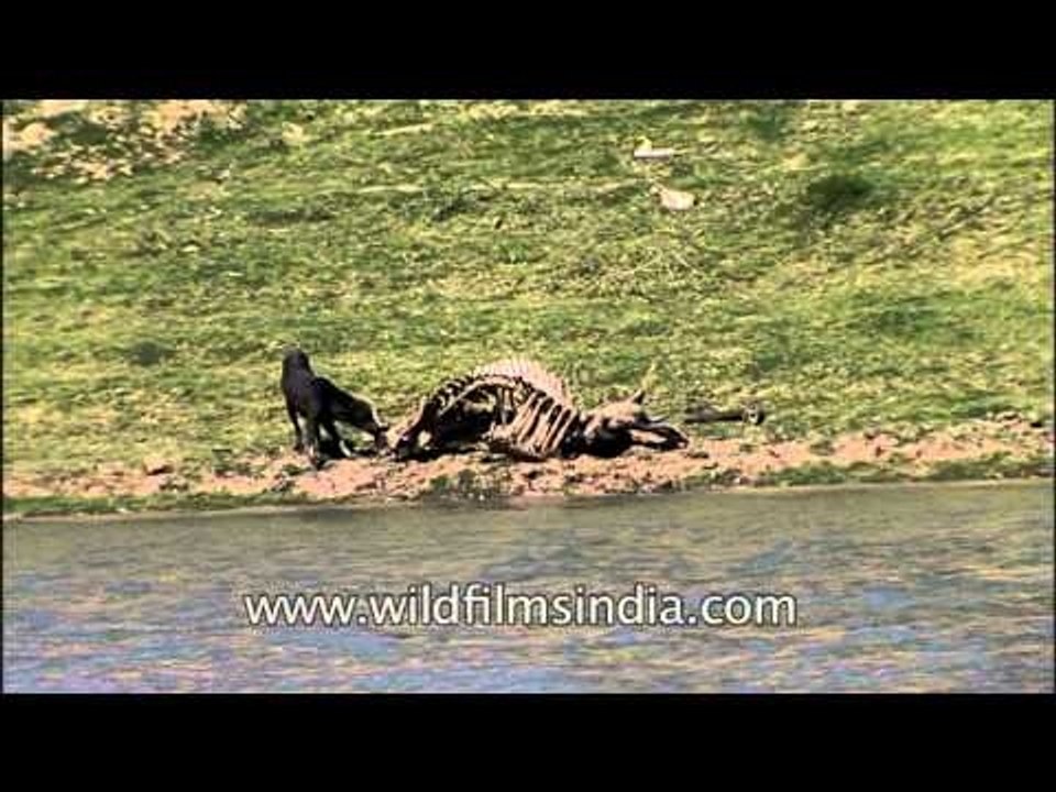 Boat ride at  National Chambal Gharial Wildlife Sanctuary