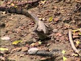 Not all Gharials are dangerous - National Chambal Sanctuary