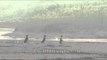 Three Spur-winged Lapwings around the banks of Chambal River