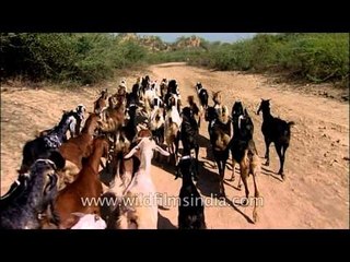 Trip of domesticated goats in National Chambal Sanctuary area