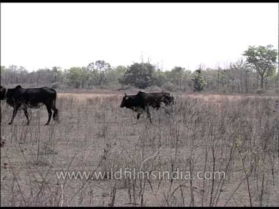 Hungry cattle walk through drought-hit fields