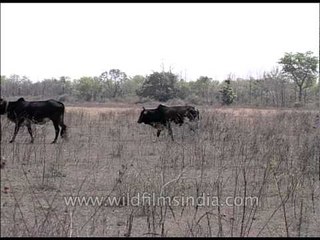 Hungry cattle walk through drought-hit fields