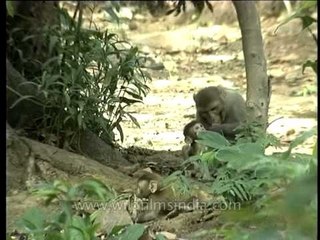 Macaque family dining near a tree